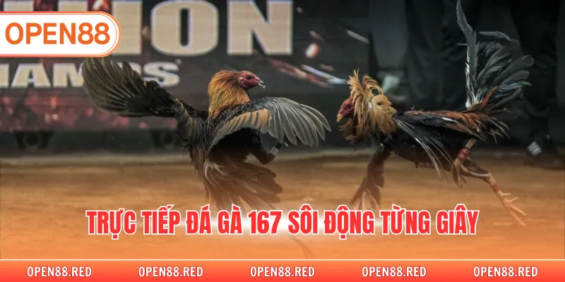Trực tiếp đá gà 167 sôi động từng giây